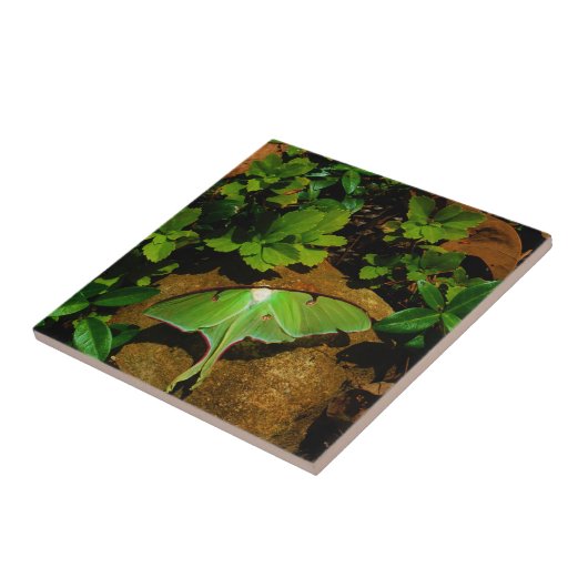 Giant Green Luna moth Tegeltje (Zijkant)