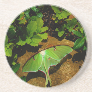 Giant Green Luna moth Zandsteen Onderzetter