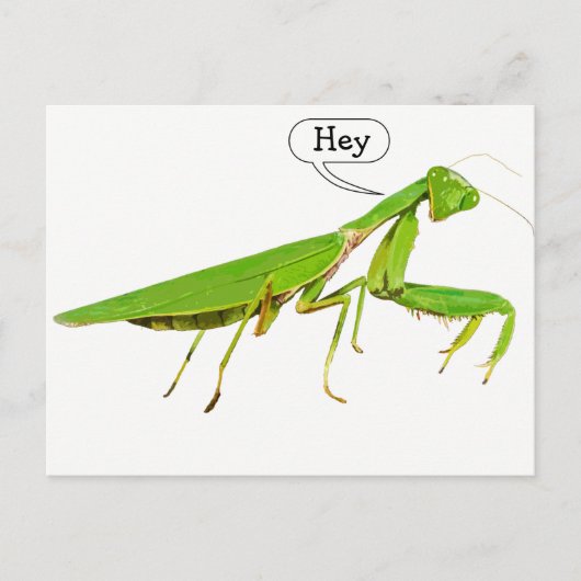 Giant Green Praying Mantis Briefkaart (Voorkant)