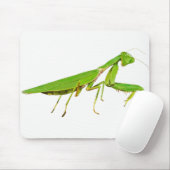 Giant Green Praying Mantis Muismat (Met muis)