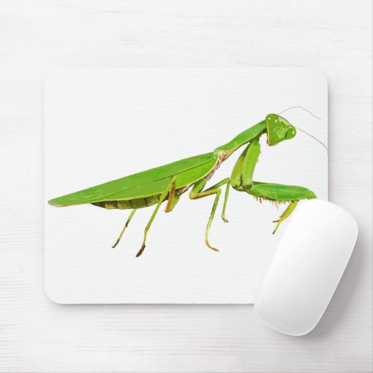 Giant Green Praying Mantis Muismat (Met muis)