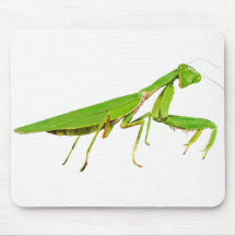 Giant Green Praying Mantis Muismat