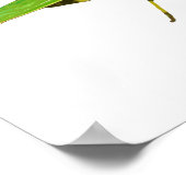 Giant Green Praying Mantis Poster (Hoek)