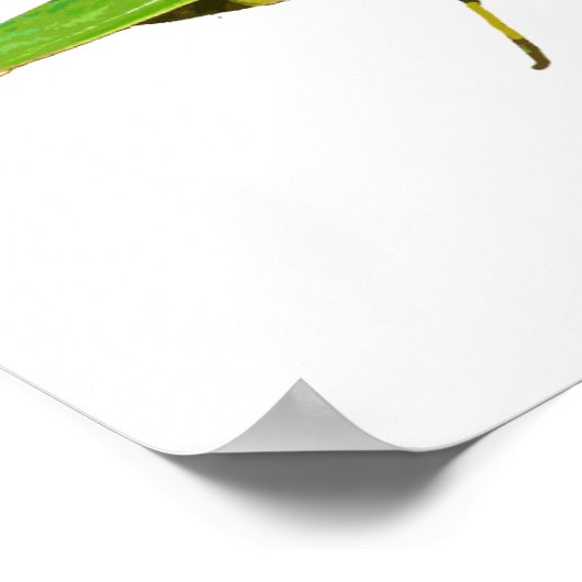 Giant Green Praying Mantis Poster (Hoek)