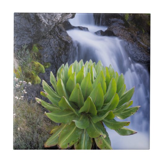 Giant Groundsel of Dendrosenecio 2 Tegeltje (Voorkant)