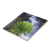 Giant Groundsel of Dendrosenecio 2 Tegeltje (Zijkant)