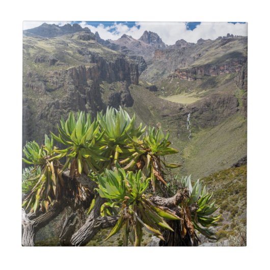 Giant Groundsel of Dendrosenecio Tegeltje (Voorkant)