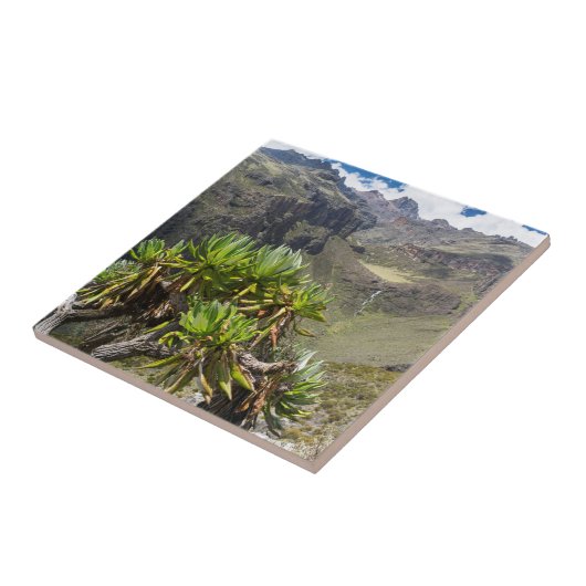 Giant Groundsel of Dendrosenecio Tegeltje (Zijkant)