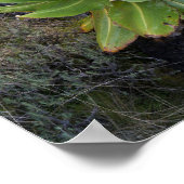 Giant Groundsel Or Dendrosenecio 2 Poster (Hoek)