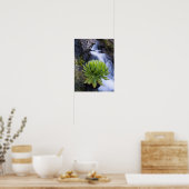 Giant Groundsel Or Dendrosenecio 2 Poster (Keuken)