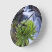 Giant Groundsel Or Dendrosenecio 2 Ronde Klok (Hoek)