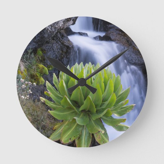 Giant Groundsel Or Dendrosenecio 2 Ronde Klok (Voorkant)