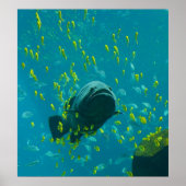 Giant Grouper Epinephelus Lanceolatus Poster (Voorkant)