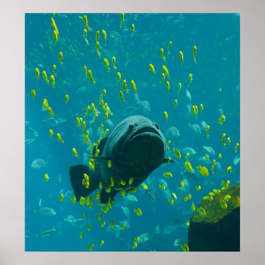 Giant Grouper Epinephelus Lanceolatus Poster (Voorkant)