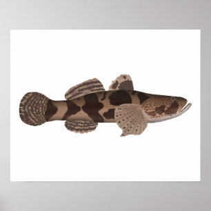 Giant Gudgeon Poster