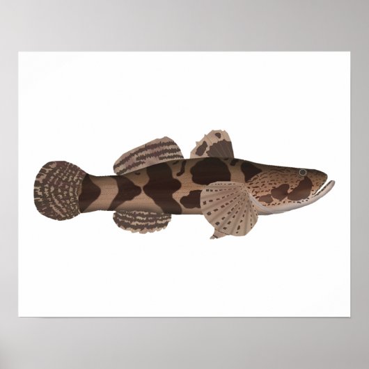 Giant Gudgeon Poster (Voorkant)