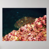 Giant Hawkfish-Galapagos Poster (Voorkant)