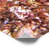 Giant Hawkfish Portret Poster (Hoek)