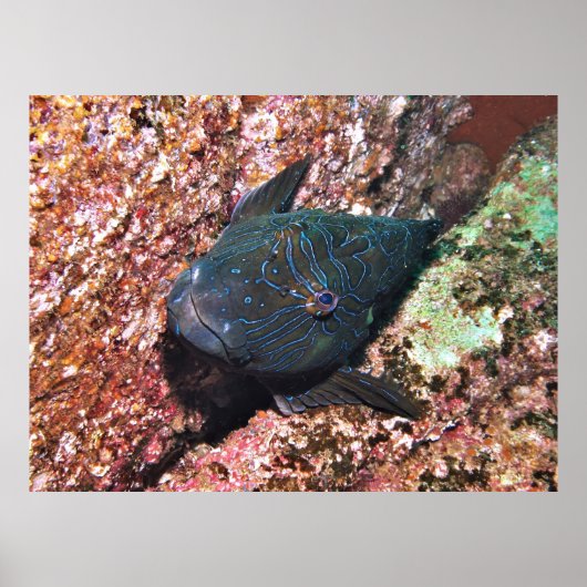 Giant Hawkfish Portret Poster (Voorkant)