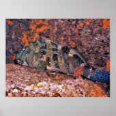 Giant Hawkfish Poster (Voorkant)