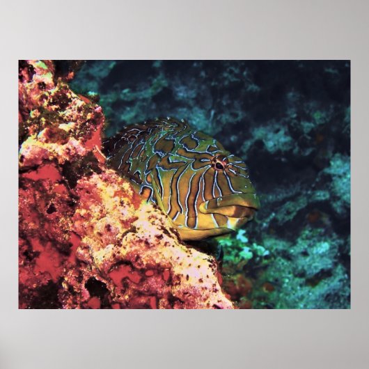 Giant Hawkfish van Galapagos Poster (Voorkant)