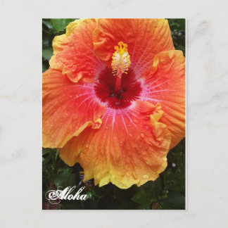 Giant Hibiscus Aloha briefkaart