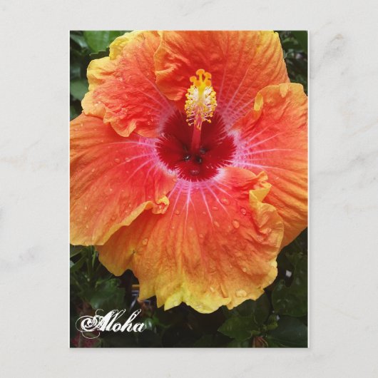 Giant Hibiscus Aloha briefkaart (Voorkant)