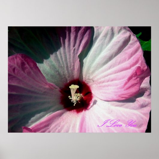 Giant Hibiscus Poster (Voorkant)
