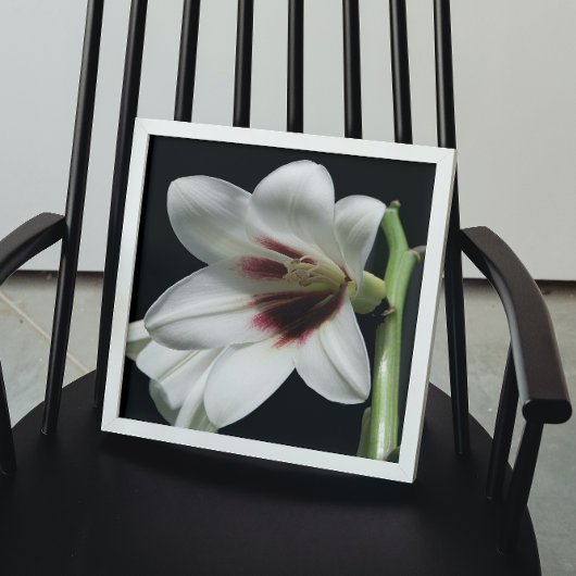 Giant Himalayan Lily Foto Glossy Perfect Poster