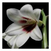 Giant Himalayan Lily Foto Glossy Perfect Poster (Voorkant)