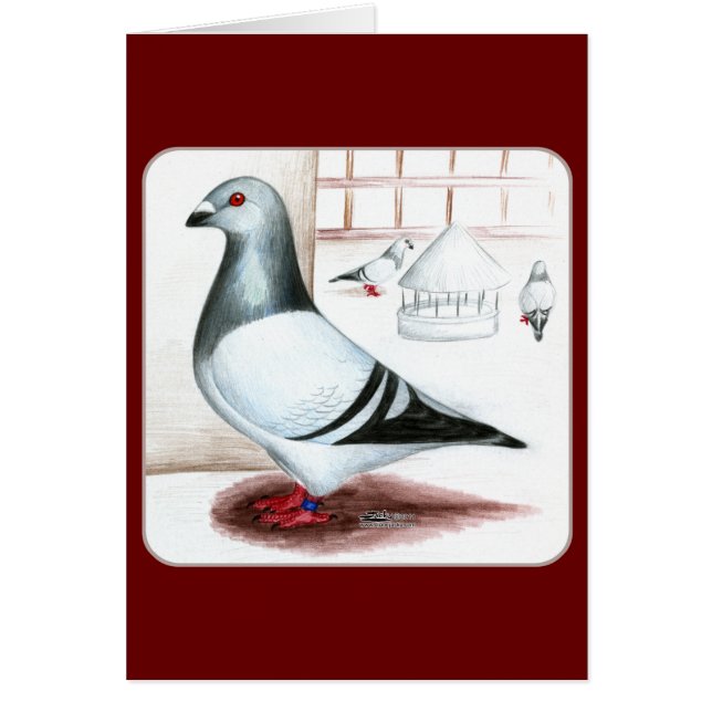 Giant Homer Pigeon 1973 (Voorkant)