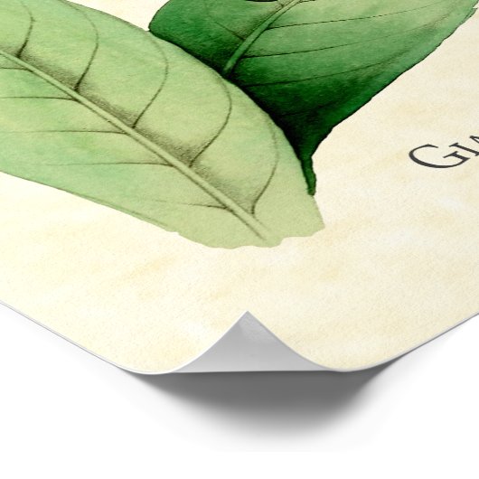 Giant Hummingbird Art Print (Hoek)