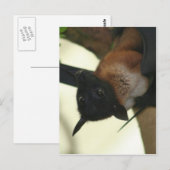 Giant Indian Fruit Bat Briefkaart (Voorkant / Achterkant)