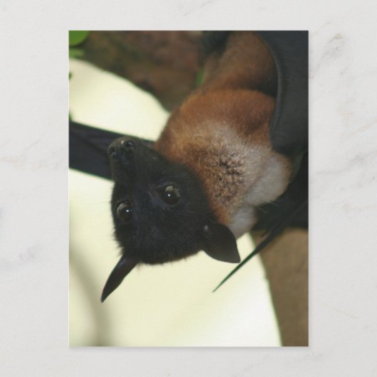 Giant Indian Fruit Bat Briefkaart (Voorkant)