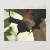 Giant Indian Fruit Bat Briefkaart (Voorkant)