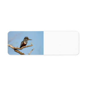 Giant Kingfisher Etiket