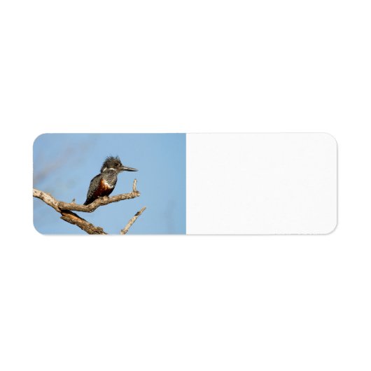 Giant Kingfisher Etiket (Voorkant)