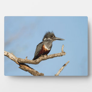 Giant Kingfisher Fotoplaat
