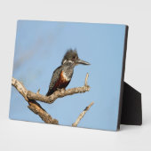 Giant Kingfisher Fotoplaat (Zijkant)