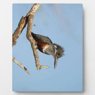 Giant Kingfisher Fotoplaat