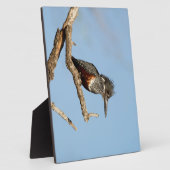 Giant Kingfisher Fotoplaat (Zijkant)