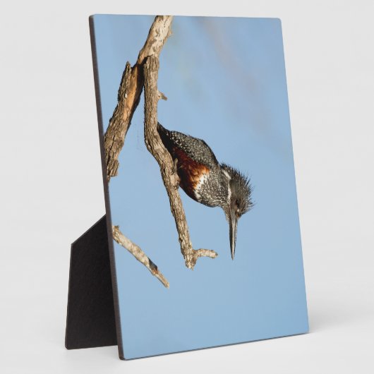 Giant Kingfisher Fotoplaat (Zijkant)