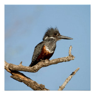Giant Kingfisher Perfect Poster