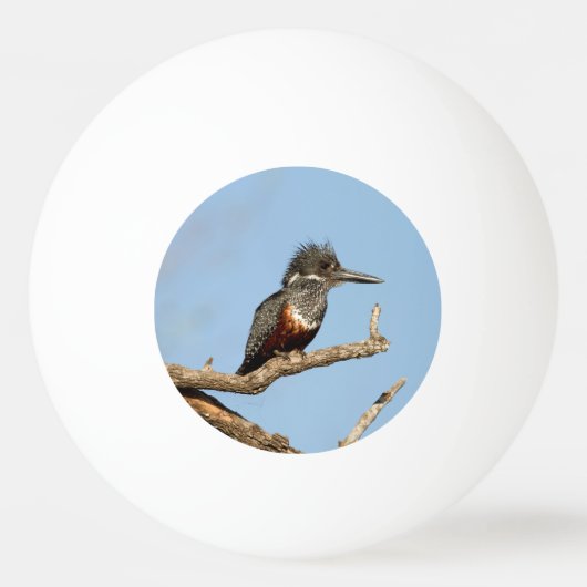 Giant Kingfisher Pingpongbal (Achterkant)