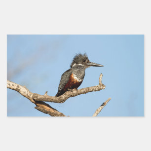 Giant Kingfisher Rechthoekige Sticker