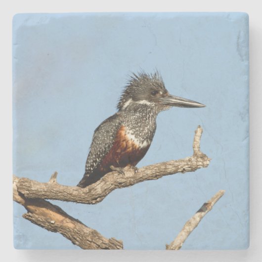 Giant Kingfisher Stenen Onderzetter (Voorkant)