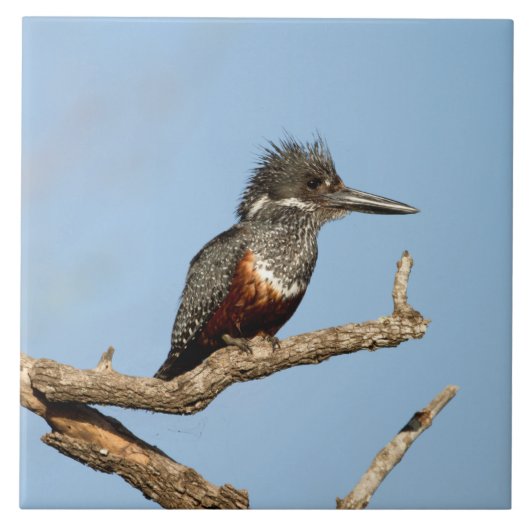 Giant Kingfisher Tegeltje (Voorkant)