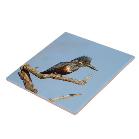 Giant Kingfisher Tegeltje (Zijkant)