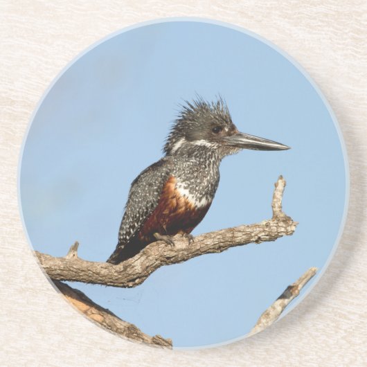 Giant Kingfisher Zandsteen Onderzetter (Voorkant)