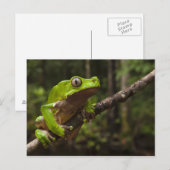 Giant leaf frog Phyllomedusa bicolor Briefkaart (Voorkant / Achterkant)